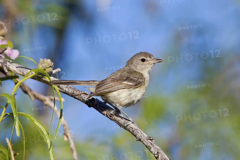 Bell's Vireo Vireo bellii arizonae Tucson, Pima County, Arizona, United States 31 May Adult Male Vireonidae