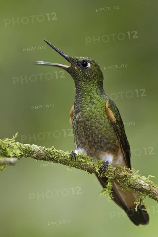 Buff-tailed Coronet (Boissonneaua flavescens) singing, Ecuador