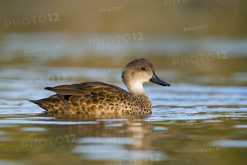 Grey Teal (Anas gracilis), Victoria, Australia
