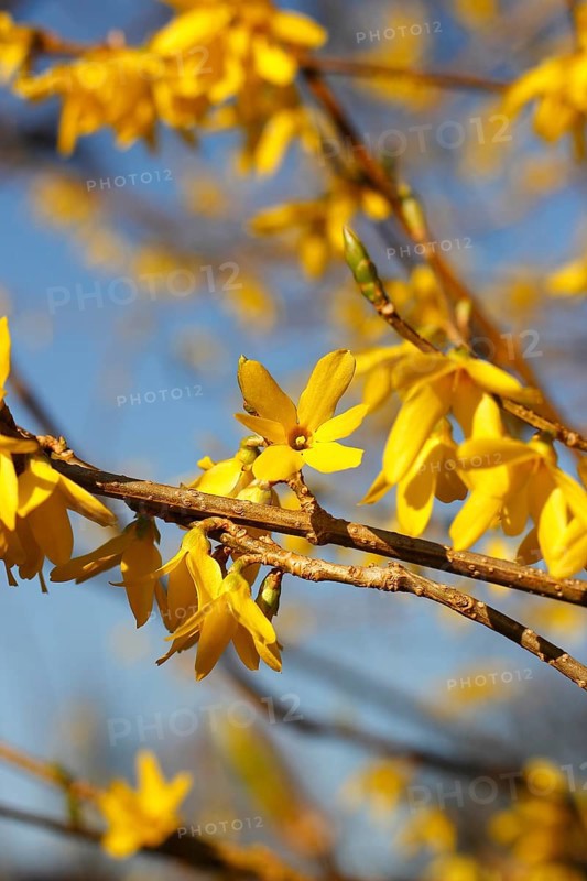 Flowering forsythia (Forsythia), North Rhine-Westphalia, Germany