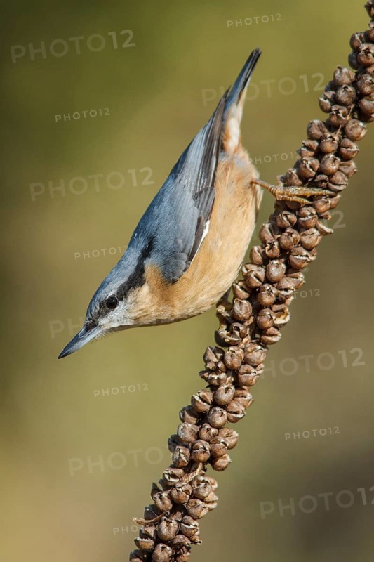 Eurasian Nuthatch (Sitta europaea), perched on a branch, Galicia, Spain