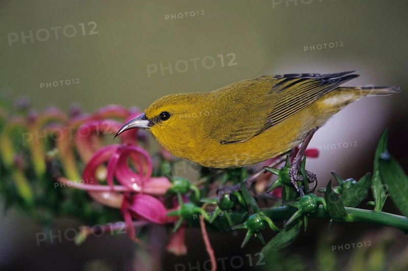 Kauai Amakihi, Hemignathus kauaiensis, Hawaiian Honeycreeper