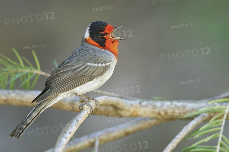 Red-faced Warbler (Cardellina rubrifrons) perched on a branch in southern Arizona, USA