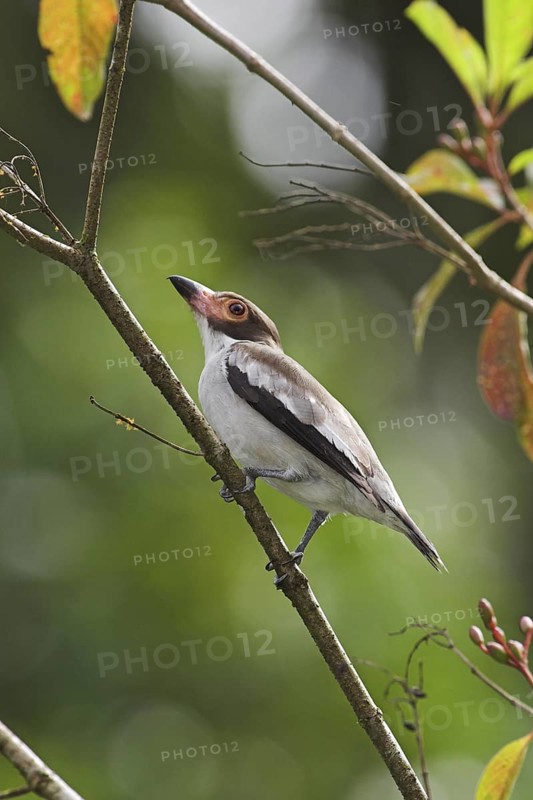 Masked Tityra (Tityra semifasciata) male, Costa Rica