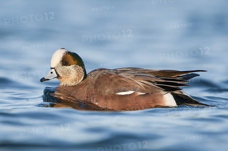 American Wigeon (Mareca americana) male, British Columbia, Canada