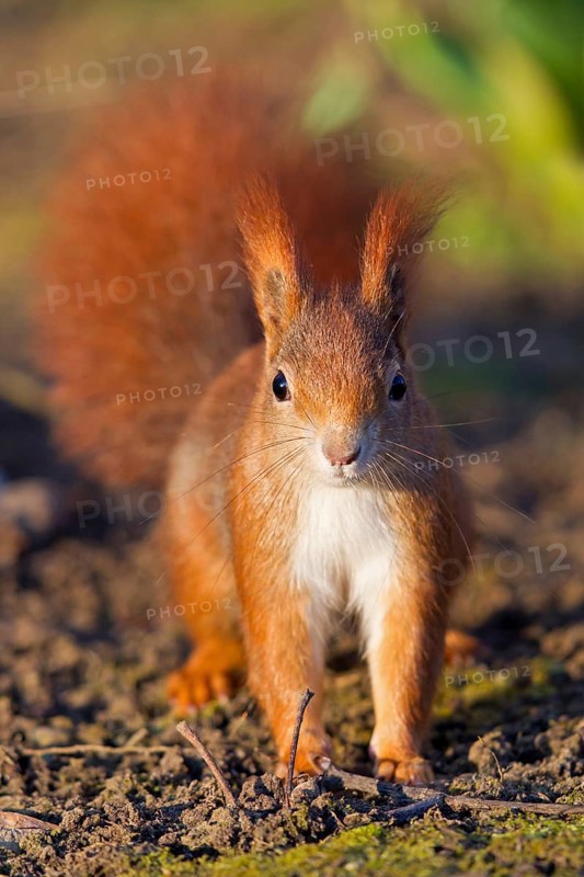 Squirrels, (Sciurus vulgaris), animals, mammals, tree squirrels, squirrel family, foraging, biotope, habitat, Luisenpark, Mannheim, Baden-Württemberg, Federal Republic of Germany