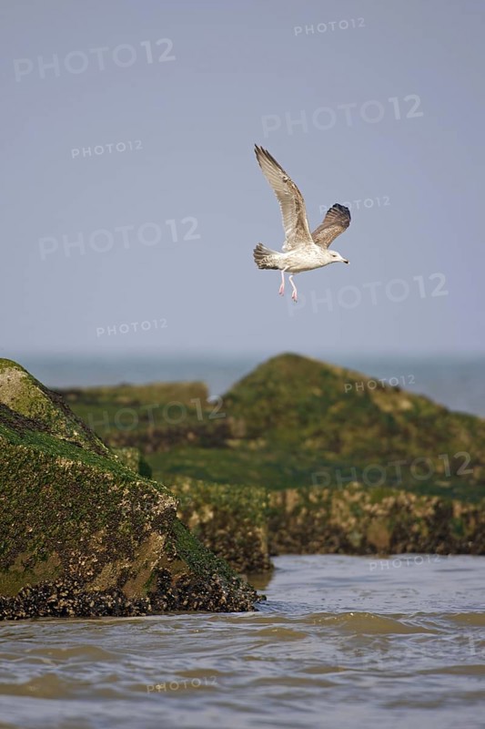 European Herring Gull (Larus argentatus) juvenile flying, Netherlands