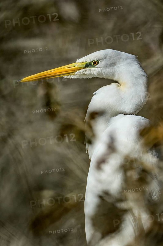 Great White Egret (Ardea alba), portrait, bushes, Lower Austria