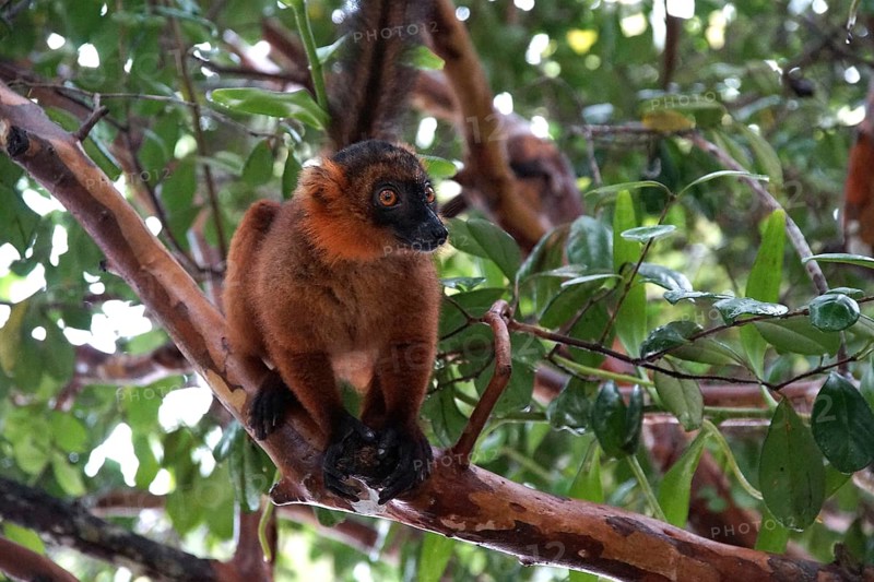 Lemur, Madagascar, Red Vari, Varecia Ruba, National Park, Madagascar