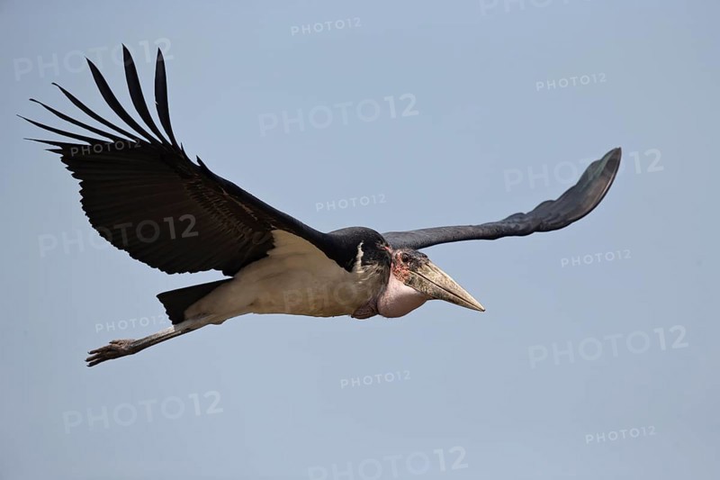 Marabou Stork (Leptoptilos crumenifer) flying, Semuliki National Park, Uganda