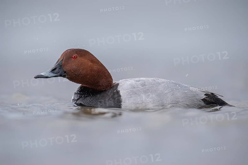 Common Pochard (Aythya ferina) male, Schleswig-Holstein, Germany