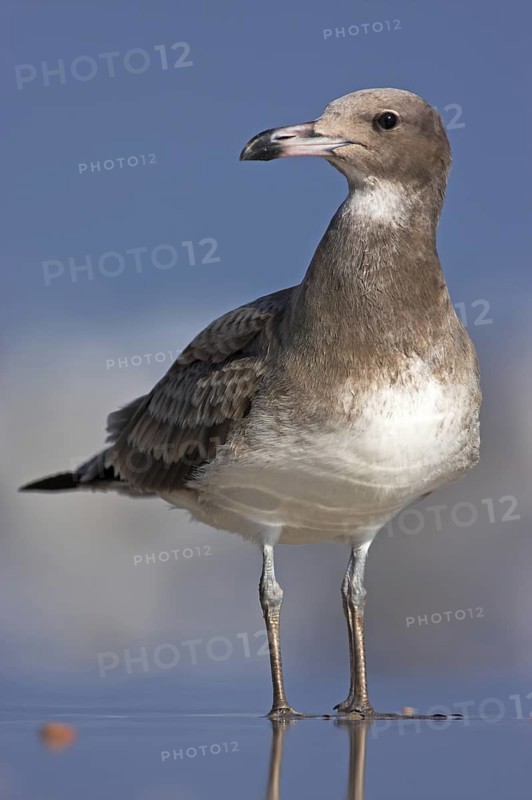 Sooty Gull (Ichthyaetus hemprichii), Oman