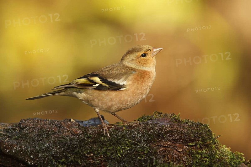 Common Chaffinch (Fringilla coelebs) male, Utrecht, Netherlands