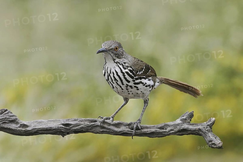 Long-billed Thrasher (Toxostoma longirostre), Texas, USA