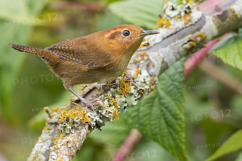 Ochraceous Wren (Troglodytes ochraceous) perched on a branch in Panama