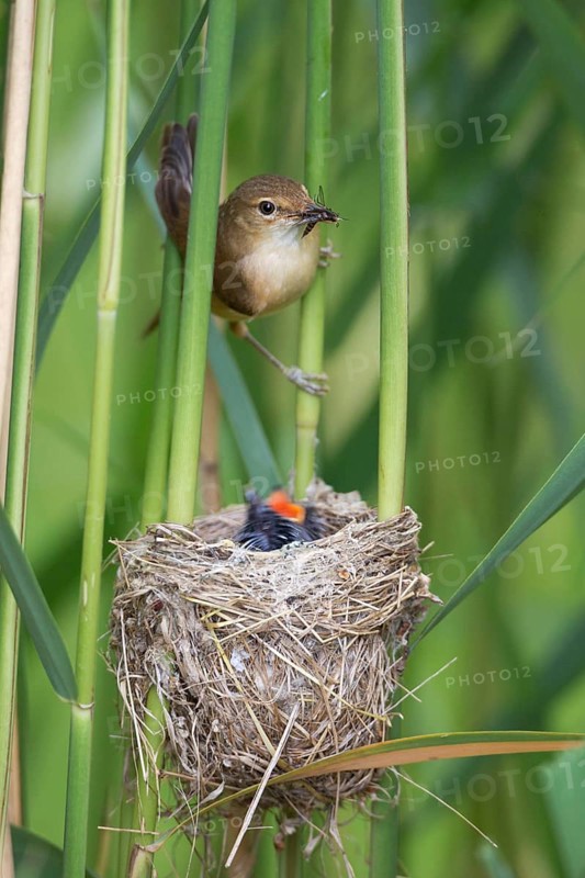 Common Cuckoo & Eurasian Reed Warbler (Cuculus canorus & Acrocephalus scirpaceus) Eurasian Reed Warbler feeding juvenile Common Cuckoo in nest, Saxony-Anhalt, Germany