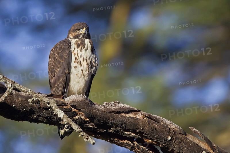 Augur Buzzard (Buteo augur), Masai Mara, Kenya