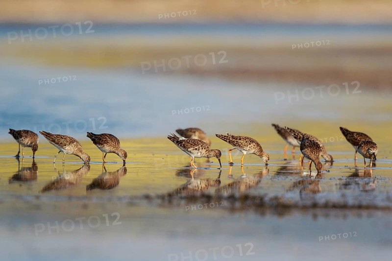 Ruff (Calidris pugnax) group foraging, Lesvos, Greece