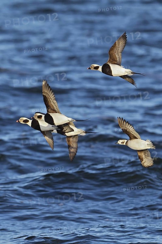 Long-tailed Duck (Clangula hyemalis) flock flying, offshore, Mecklenburg-Western Pomerania, Germany