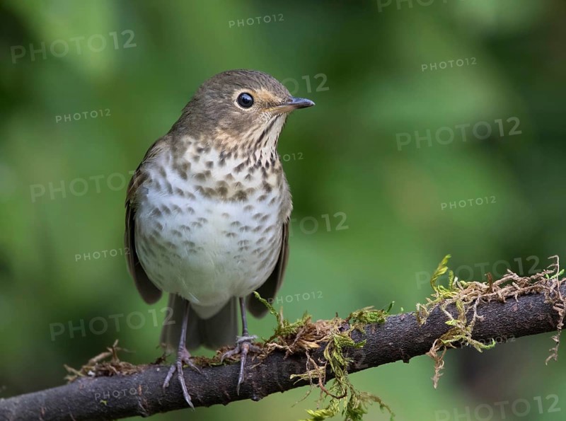 Swainson's Thrush, Catharus ustulatus, perched in Saskatoon, Saskatchewan