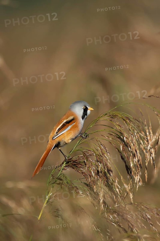 Bearded tit or reedling (Panurus biarmicus) adult male bird on a reed seedhead in a reedbed, England, United Kingdom
