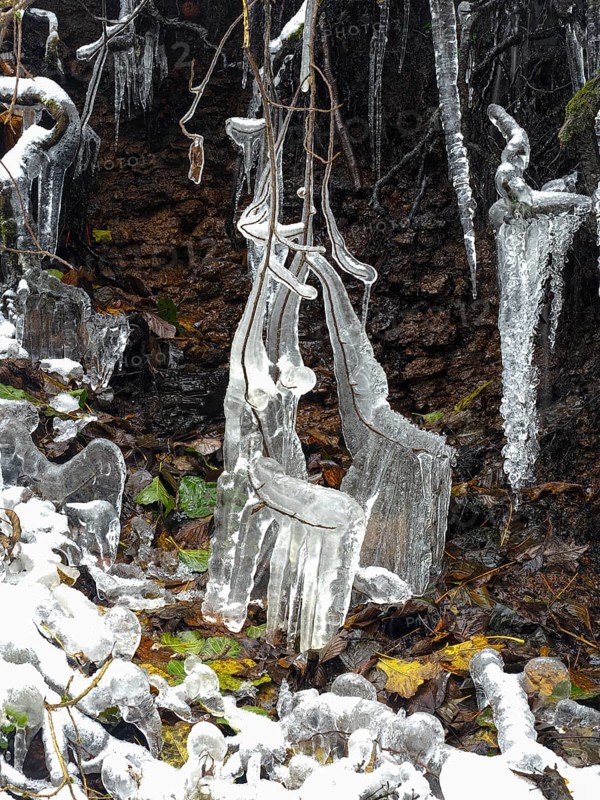 Icicles on tree roots, in snow and ice in November. The Rhön UNESCO Biosphere nature reserve, county Bavaria, Germany
