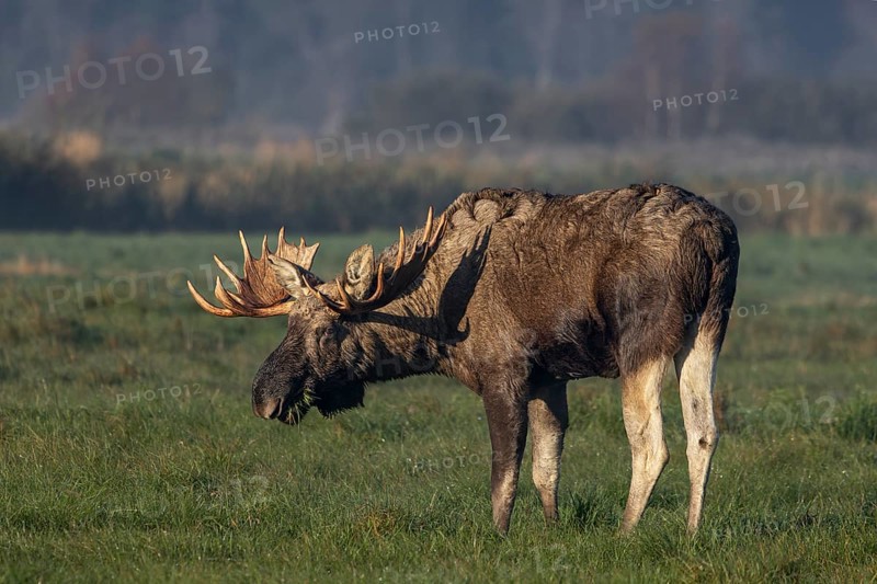 A bull moose (Alces alces) looking for food in a meadow, October, Denmark