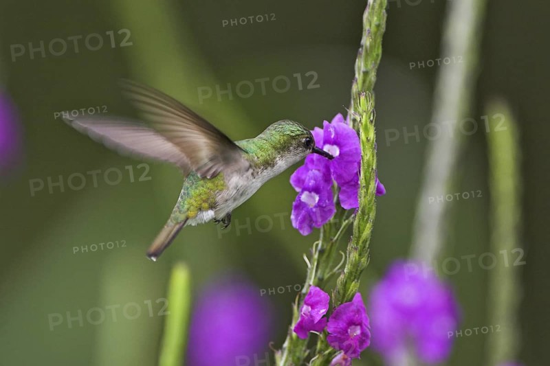 Snowcap (Microchera albocoronata), Costa Rica