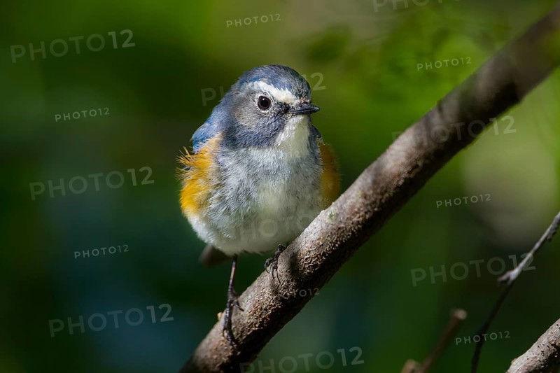 Orange-flanked Bluetail - Blauschwanz - Tarsiger cyanurus, Kazakhstan, male