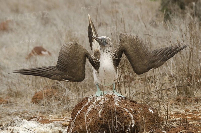 Blue-footed Booby displaying - North Seymour Island, Galapagos