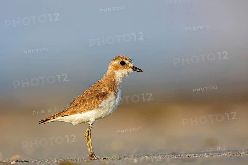 Animals, Birds, Little Ringed Plover, Mongolian Plover, (Charadrius mongolus), Barr Al Hikman, Shannah, Ash Sharqiyah South, Oman