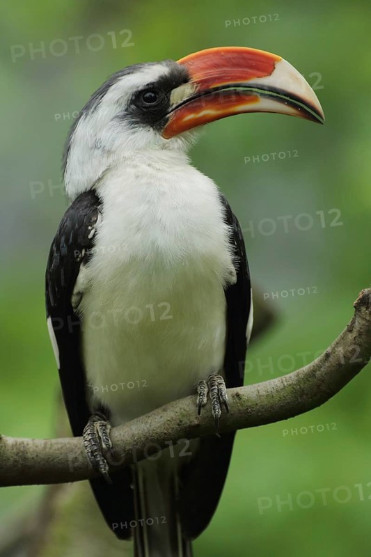 Portrait of decken's hornbill (Tockus deckeni), toko, hornbills, hornbills, hornbills, hornbill, captive