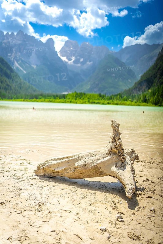 Tourists enjoy a summer swim in the turquoise waters of lago di landro with the dolomites and a sun bleached piece of driftwood in the foreground