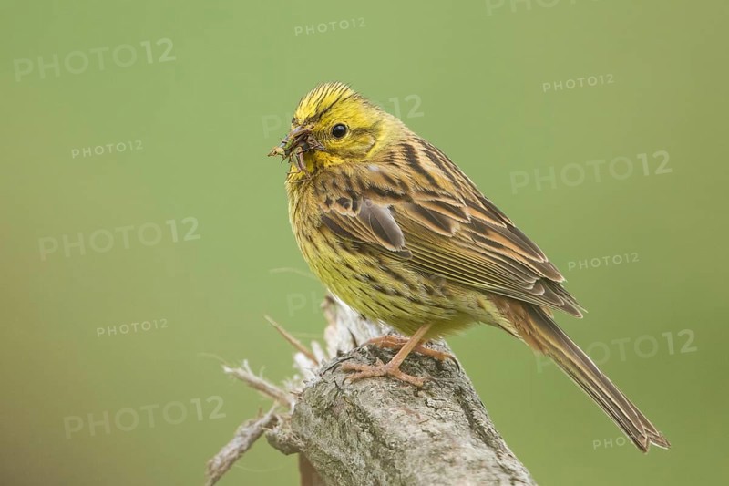 Yellowhammer (Emberiza citrinella) female, Baden-Wuerttemberg, Germany