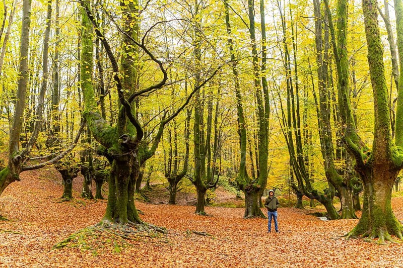 A man hikes through Gorbea Natural Park in the Basque Country, Spain, surrounded by vibrant autumn foliage. The scene captures the essence of outdoor adventure in a serene setting