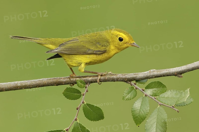 Wilson's Warbler (Cardellina pusilla) female, Texas, USA