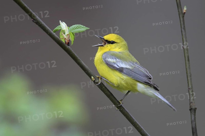 Blue-winged Warbler (Vermivora cyanoptera) singing, West Virginia, USA