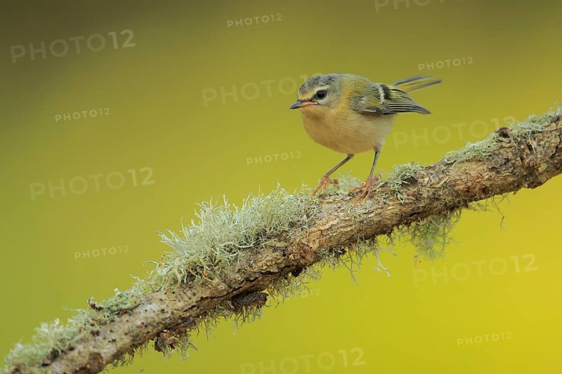 Common Firecrest (Regulus ignicapilla) juvenile perched on lichen branch, Andalusia, Spain