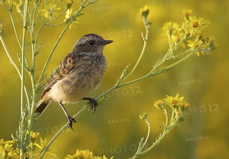 Whinchat (Saxicola rubetra) juvenile, Mecklenburg-Western, Pomerania, Germany