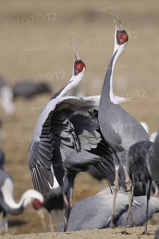 White-naped Crane (Antigone vipio) calling, Arasaki, Japan