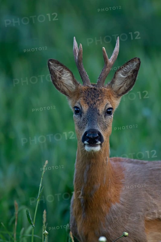 Roe deer (Capreolus capreolus) adult male buck animal head portrait, Suffolk, England, United Kingdom