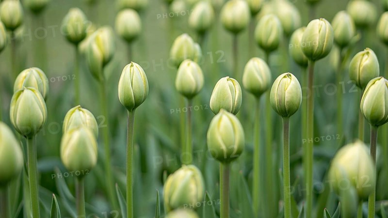 A serene image capturing uniform rows of green tulip buds (Tulipa) poised to bloom against a lush garden background, illustrating the vibrant anticipation of spring