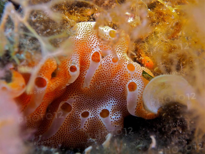 Sea strawberry (Aplidium elegans)