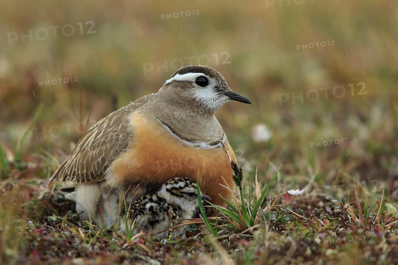 Eurasian Dotterel (Charadrius morinellus) with chicks, Dalarna, Sweden