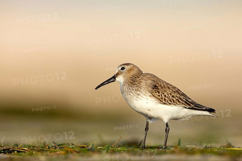 Dunlin, (Calidris alpina), snipe family, snipe, foraging, biotope, habitat, Barr Al Hikman, Shannah, Ash Sharqiyah South, Oman