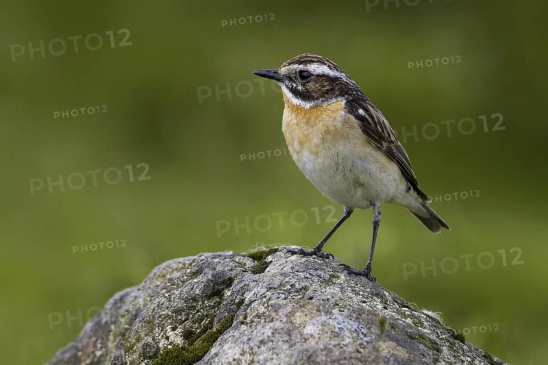 Whinchat (Saxicola rubetra) male, Wales, United Kingdom
