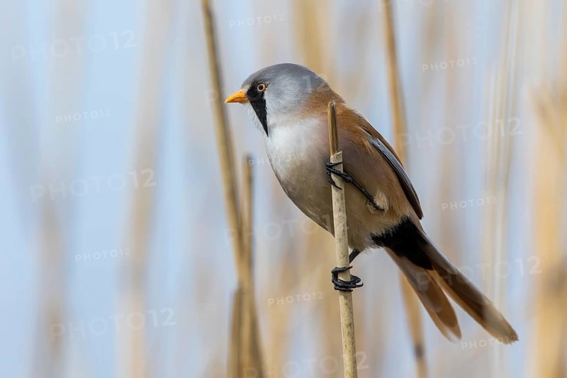 Bearded Reedling (Panurus biarmicus) male perched in reedbed, Mecklenburg-Western, Pomerania, Germany