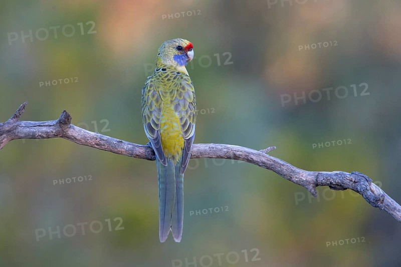Yellow Rosella (Platycercus elegans flaveolus) male, Victoria, Australia