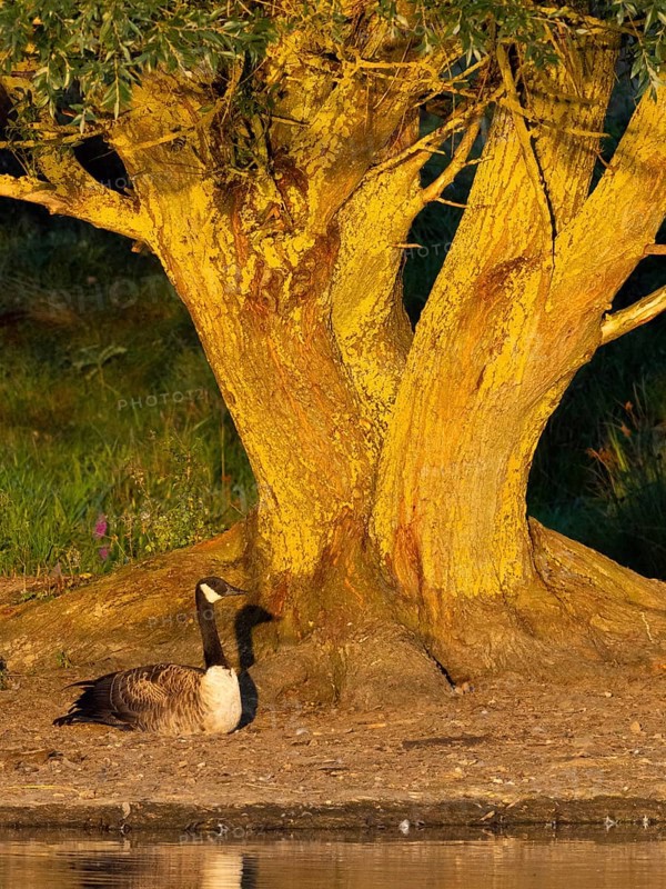 Canada Goose (Branta canadensis), a serene scene featuring a goose resting near the trunk of a willow tree by a calm lake, in evening light, Hesse, Germany