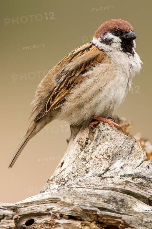 Eurasian Tree Sparrow (Passer montanus) male perched on stump, Romania